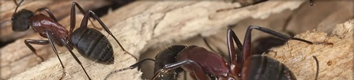 Close-up of ants on wood showing an active ant infestation in Sterling Heights, MI