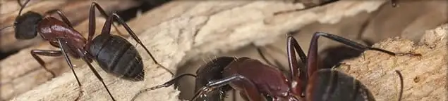 Close-up of ants on wood showing an active ant infestation in Sterling Heights, MI