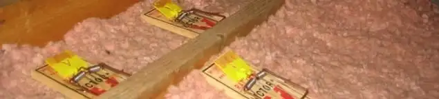Mouse traps placed in an attic for rodent control in Sterling Heights, MI