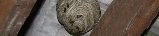 Wasp nest in an attic space, a common home infestation risk in Sterling Heights, MI