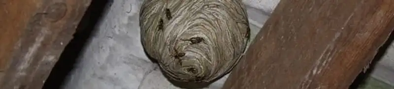 Wasp nest in an attic space, a common home infestation risk in Sterling Heights, MI
