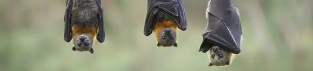 Bats roosting together, a common sign of a bat infestation in Sterling Heights, MI