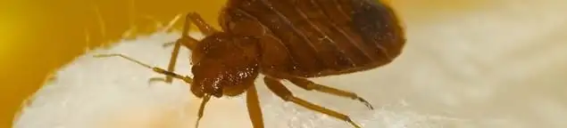 Close-up of a bed bug, a sign of an active infestation in Sterling Heights, MI