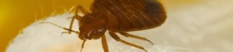 Close-up of a bed bug, a sign of an active infestation in Sterling Heights, MI