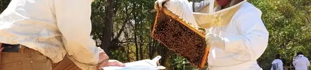 Bee removal specialists relocating a hive and honeycomb safely in Sterling Heights, MI