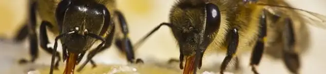 Close-up of honey bees, a sign of a nearby hive in Sterling Heights, MI