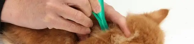Flea treatment for pets using a flea comb, a sign of flea problems in Sterling Heights, MI