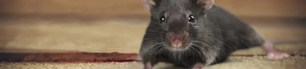Mouse indoors, a common sign of a rodent infestation in Sterling Heights, MI