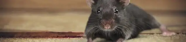Mouse indoors, a common sign of a rodent infestation in Sterling Heights, MI