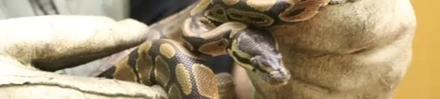 Snake removal specialist safely handling a snake with protective gloves in Sterling Heights, MI