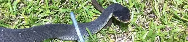 Snake in a yard, a common sign of a snake problem near a home in Sterling Heights, MI