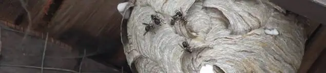 Close-up of a wasp nest with active wasps, a sign of an infestation in Sterling Heights, MI