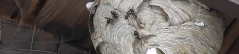 Close-up of a wasp nest with active wasps, a sign of an infestation in Sterling Heights, MI